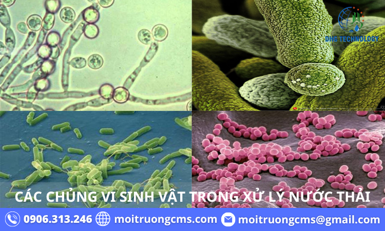 cac chung vi sinh vat trong xu ly nuoc thai 1