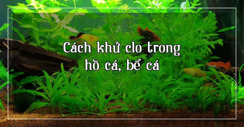 cach-khu-clo-trong-nuoc-may-2 Cách khử Clo trong bể cá, hồ cá bằng vitamin C