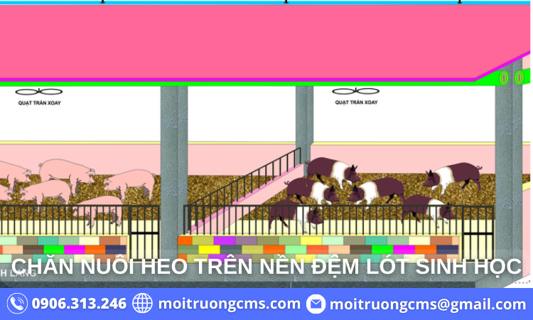 chan-nuoi-heo-tren-dem-lot-sinh-hoc chan nuoi heo tren dem lot sinh hoc
