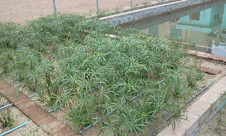 co vetiver trong cong nghe xu ly nuoc thai