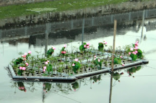 ung dung cong nghe wetland