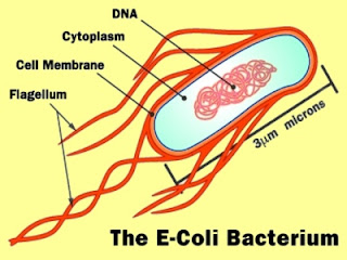 vi-sinh-vat-ecoli vi sinh vat ecoli